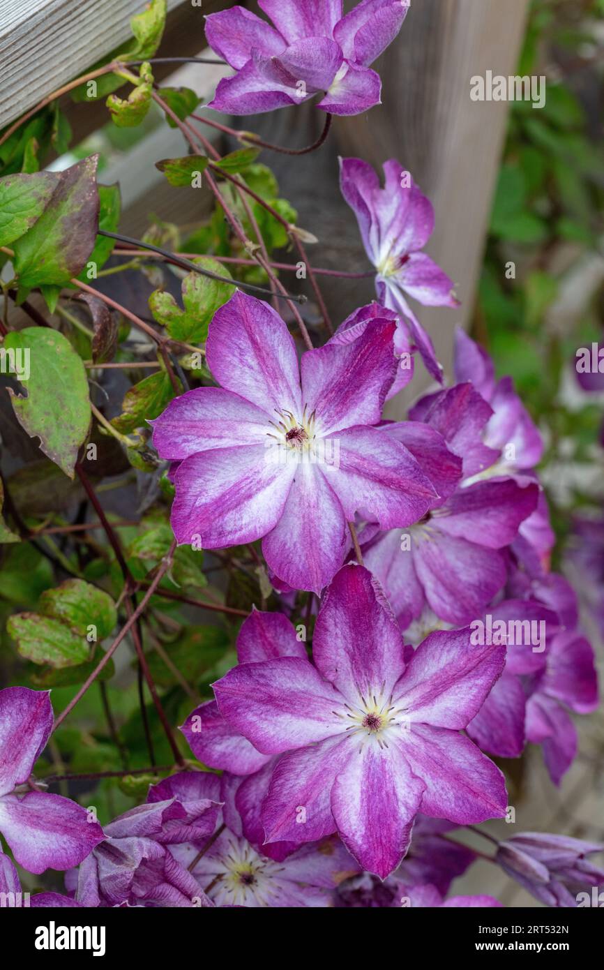 "Pernille' Clematis viola, Italiensk klematis (Clematis viticella) Foto Stock