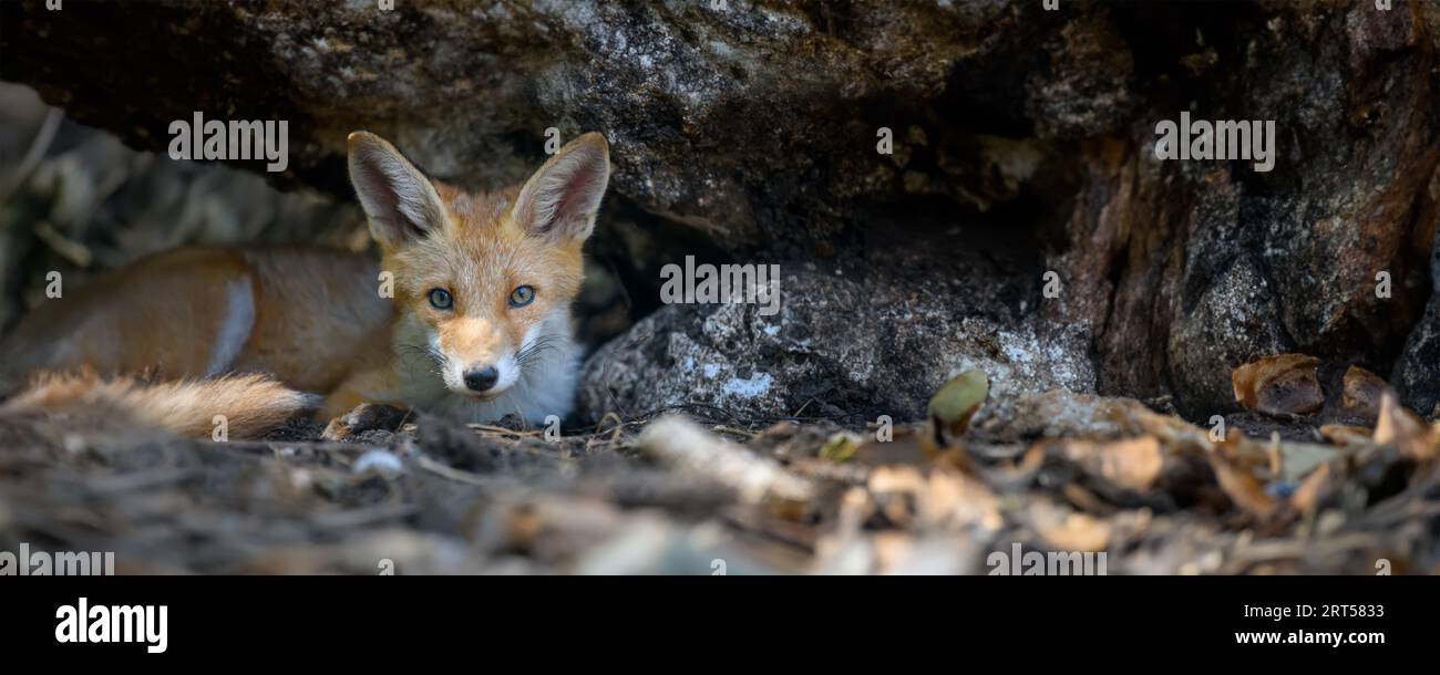 Volpe rossa, vulpes nella foresta. Chiudere piccoli predatori selvatici in ambiente naturale. Scena della fauna selvatica dalla natura Foto Stock
