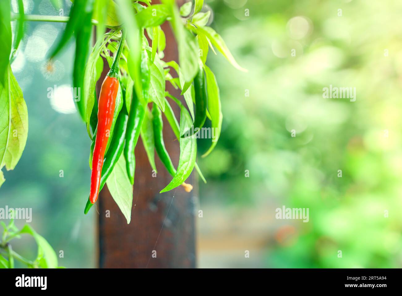 Coltivare peperoncino rosso caldo a casa, da vicino Foto Stock
