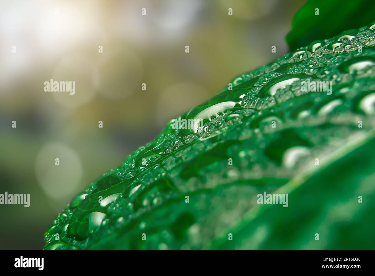 gocce d'acqua su foglie verdi da vicino Foto Stock