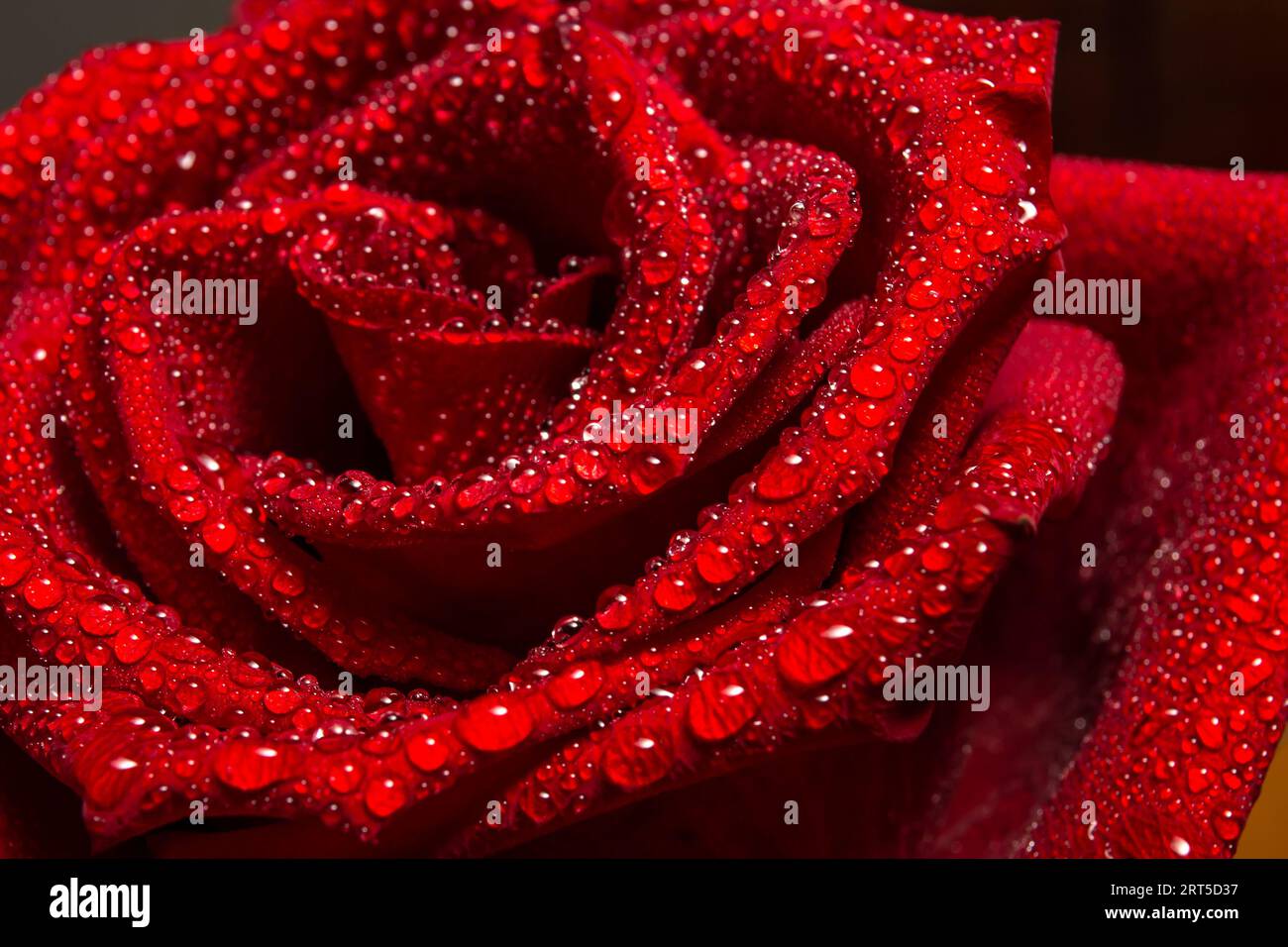 gocce d'acqua sulla rosa rossa da vicino Foto Stock
