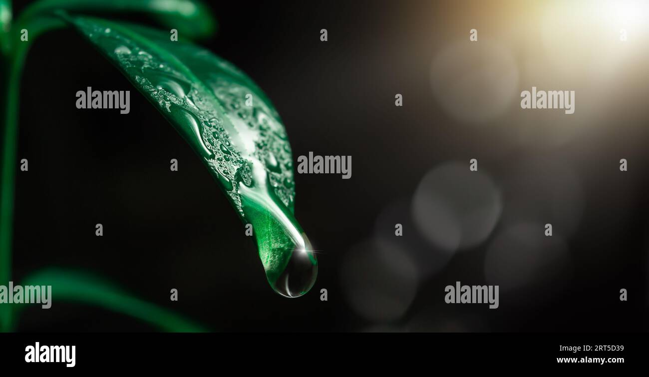 Una goccia d'acqua che cade da una foglia verde su uno sfondo scuro con luce solare Foto Stock