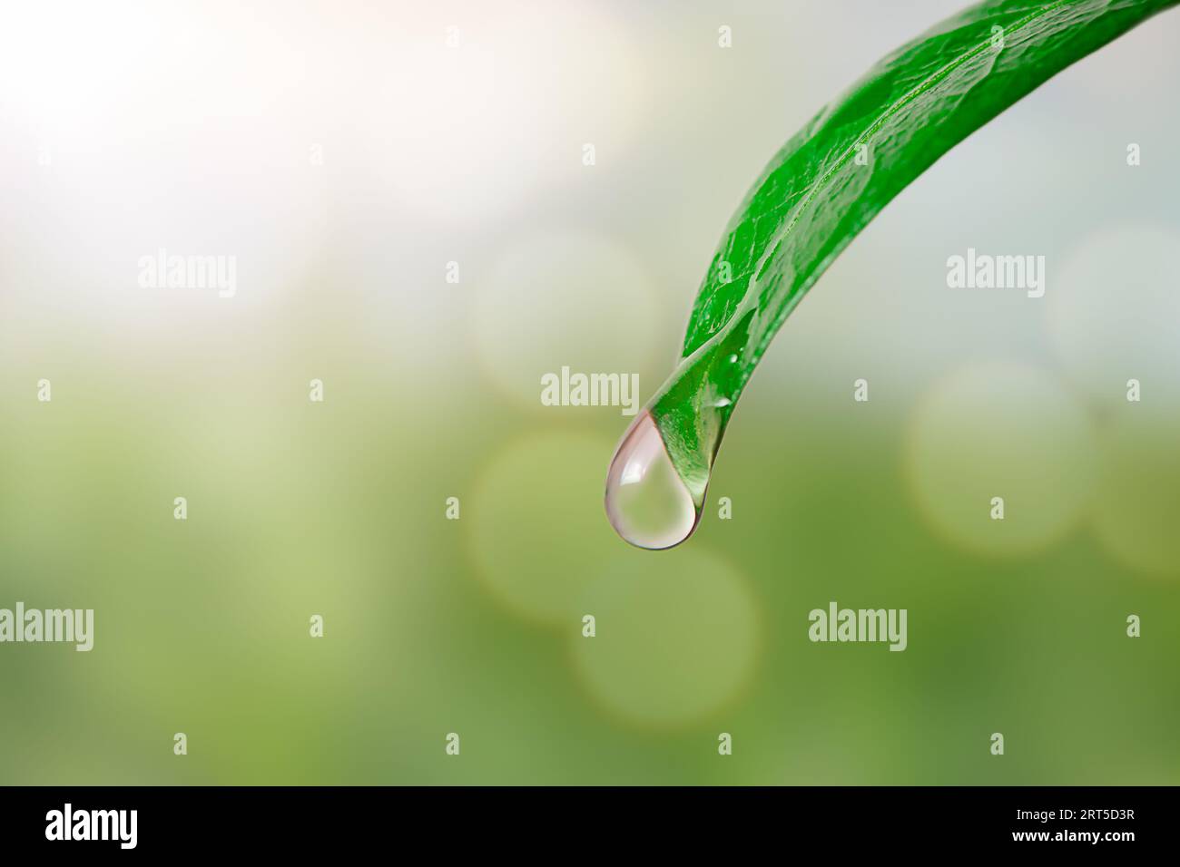 Una goccia d'acqua che cade da una foglia verde su uno sfondo astratto verde con luce solare Foto Stock
