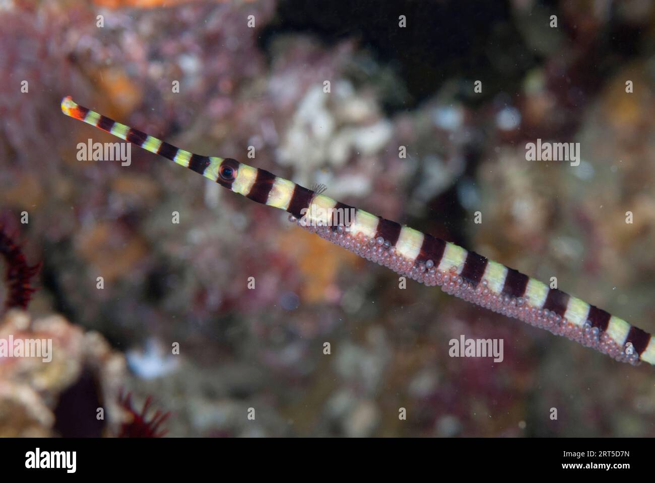 Pesci pipesco con anello, dattiliophorus Dunckerocampus, con uova, sito di immersione con finestra di Angel, stretto di Lembeh, Sulawesi, Indonesia Foto Stock