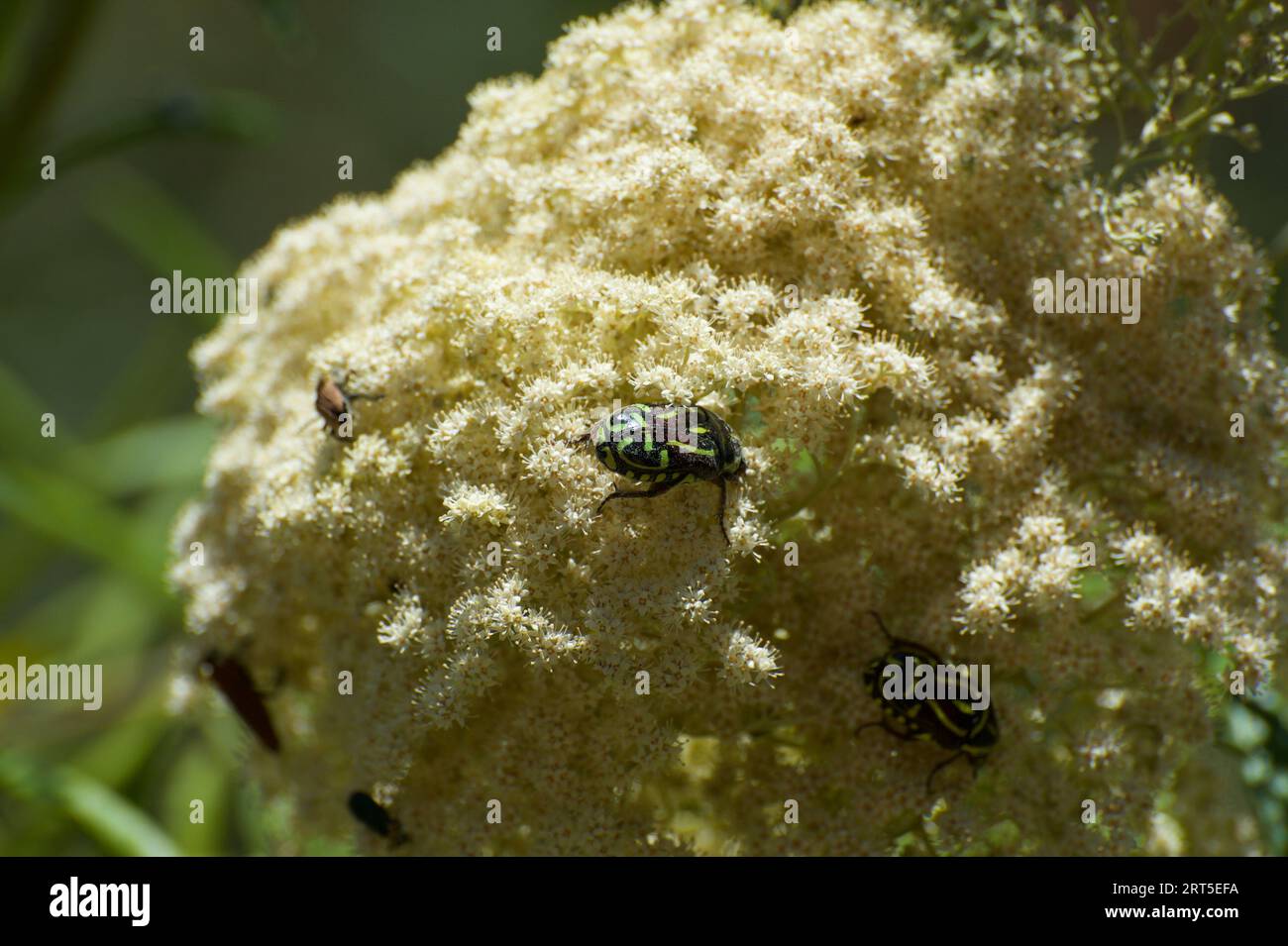 Un sacco di nettare dolce significa un sacco di insetti, tra cui questi graziosi coleotteri Fiddler (Eupoecila Australasiae) che si nutrono di questa massa di fiori bianchi. Foto Stock