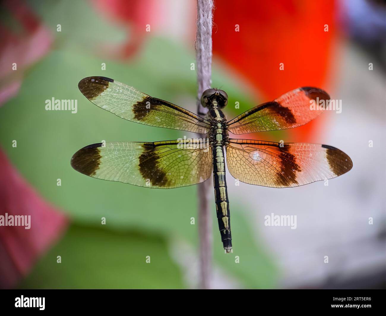 Una Dragonfly sull'erba verde all'aperto. Emperor Dragonfly (Blue Emperor Dragonfly) (Anax imperator), Anderton Nature Park, Cheshire, Inghilterra, United Foto Stock