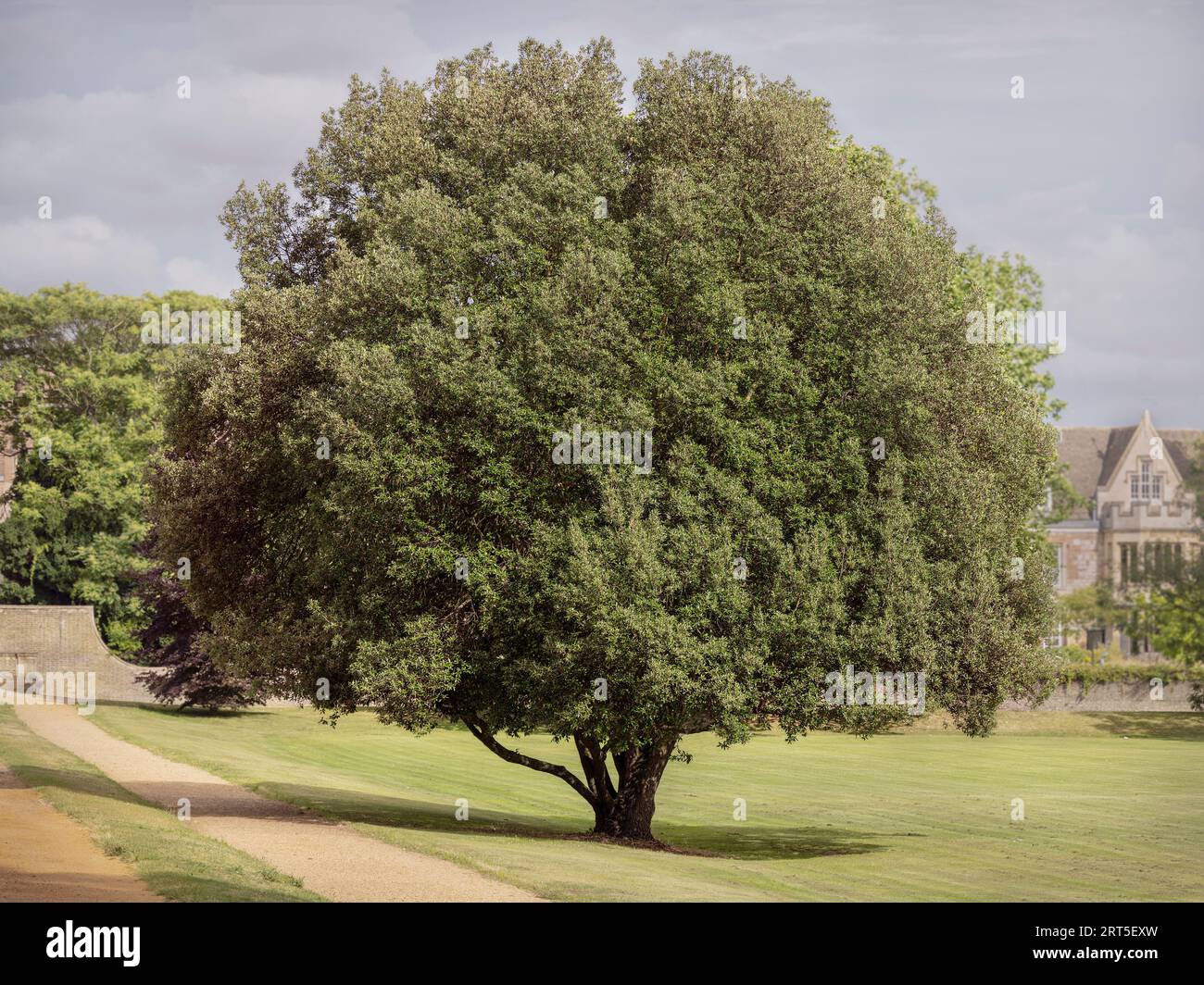 il tutto coronato da Holm Oak Quercus ilex su un prato falciato con una casa e nuvole luminose sullo sfondo Foto Stock