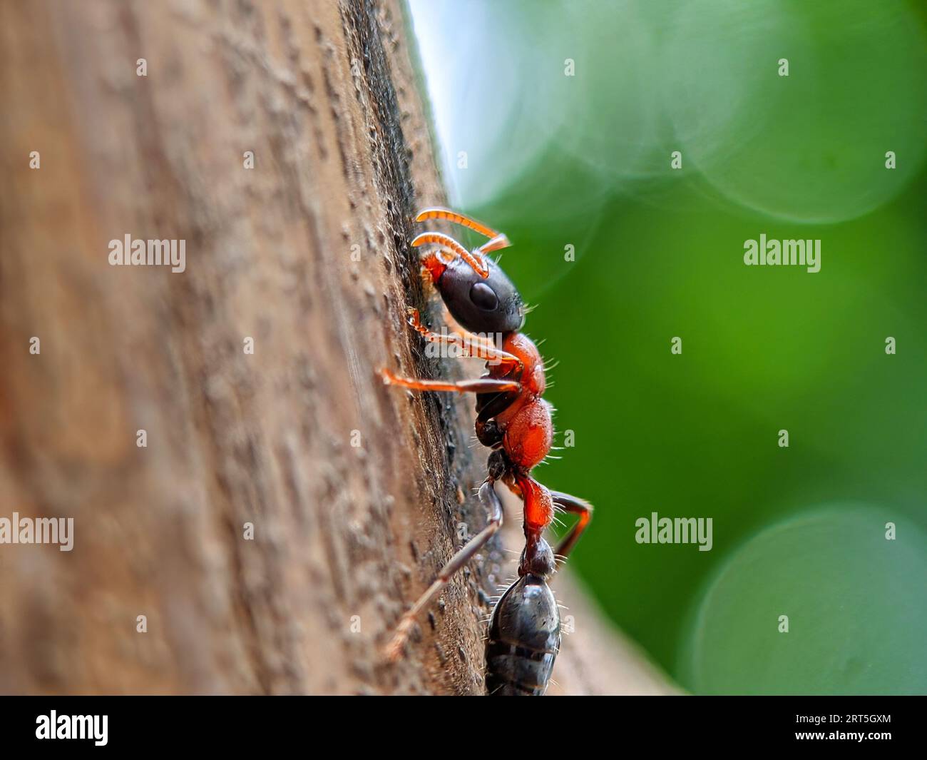 Primo piano di una formica gigante australiana di Toro, Myrmecia gratiosa, con occhi e mascelle a fuoco che camminano sui ramoscelli e cercano il cibo Foto Stock