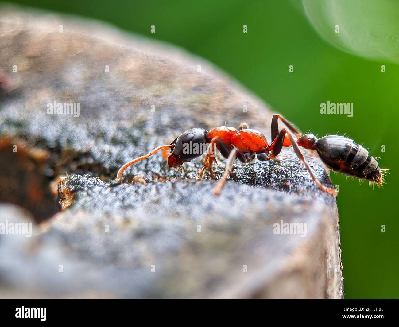 Primo piano di una formica gigante australiana di Toro, Myrmecia gratiosa, con occhi e mascelle a fuoco che camminano sui ramoscelli e cercano il cibo Foto Stock