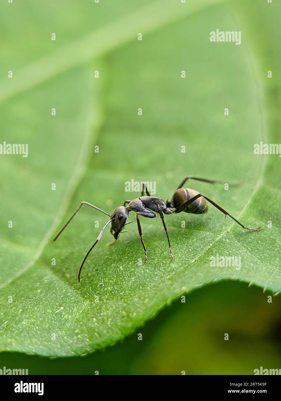 Black Carpenter Ant on Leaf. Formiche nere su foglia verde, primo piano della formica nera sulla foglia verde di Forrest. Formiche che si incontrano sull'erba, Camponotus Japon Foto Stock