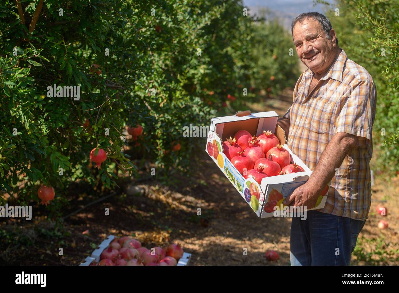 230907 -- YESUD HAMA ala, 7 settembre 2023 -- Un uomo presenta melograni raccolti in un campo nel villaggio di Yesud Hama ala, nel nord di Israele, il 6 settembre 2023. Via Xinhua ISRAEL-YESUD HAMA ala-POMEGRANATE-HARVEST AyalxMargolin/JINI PUBLICATIONxNOTxINxCHN Foto Stock