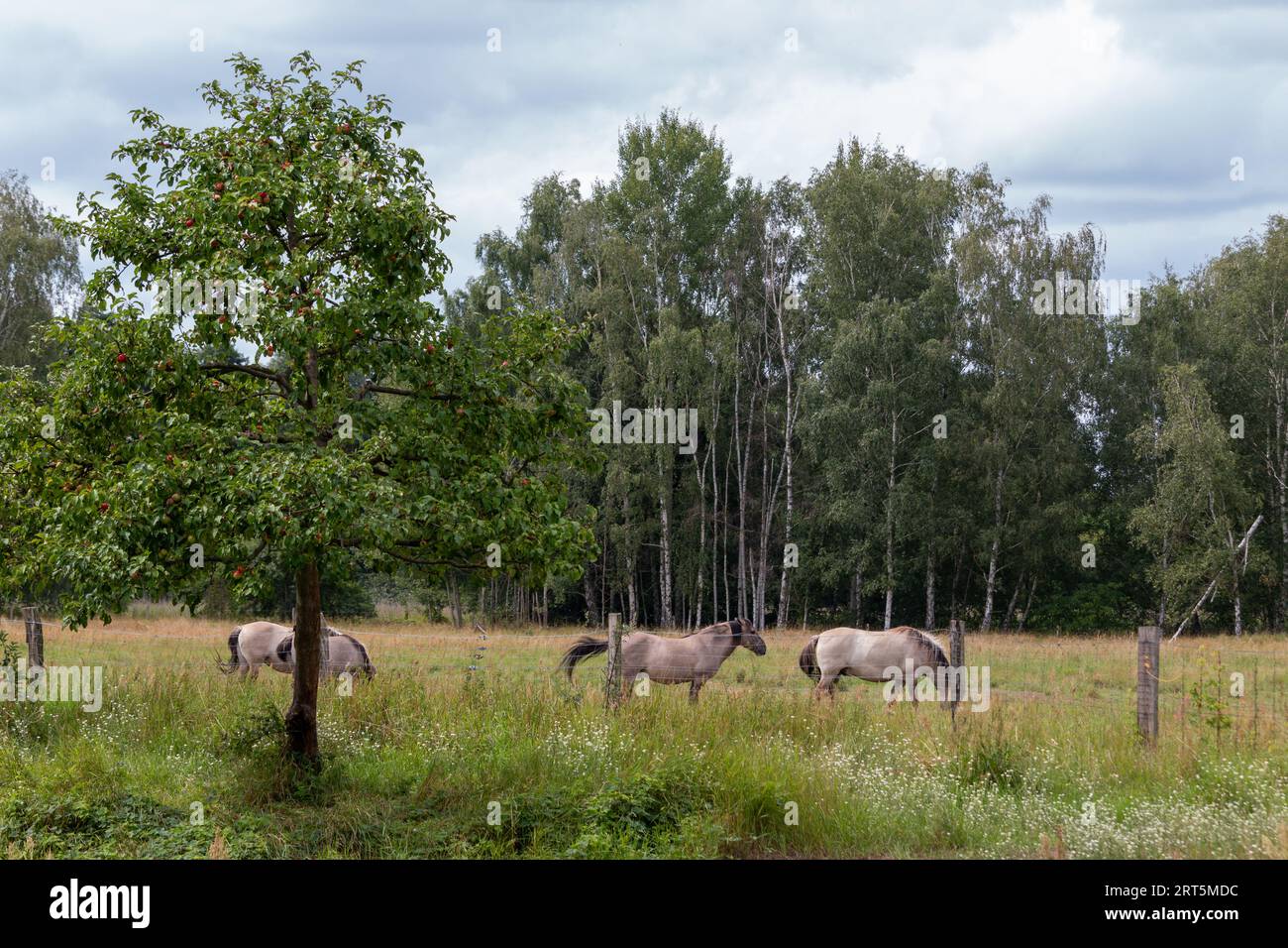 Mandria di cavalli Konik nella riserva naturale di Karower Teiche Foto Stock