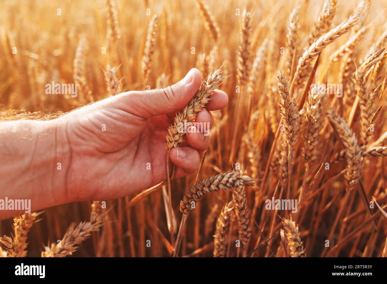 Agricoltore che esamina le orecchie mature di frumento in campo prima del raccolto, concentrazione selettiva Foto Stock