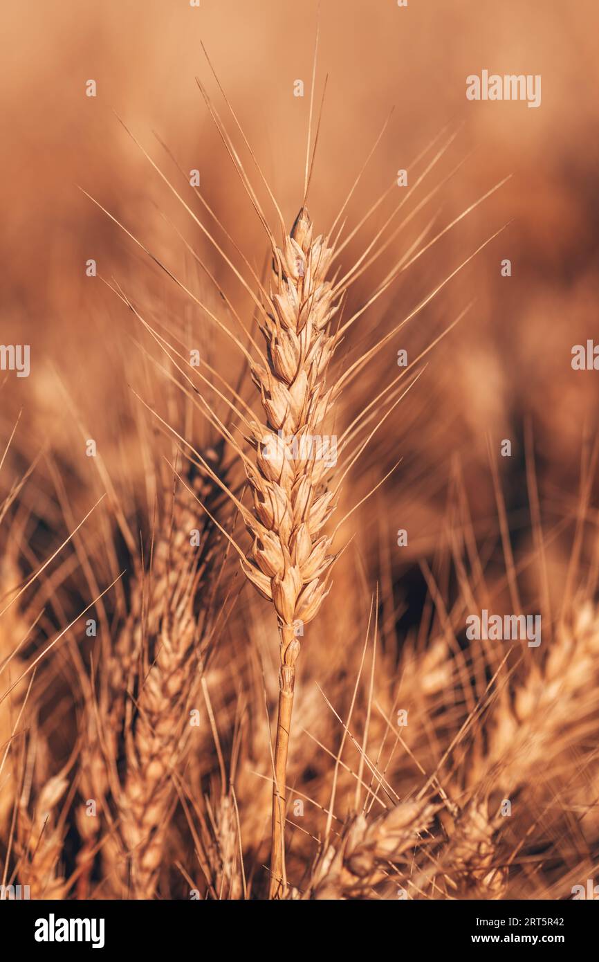 Orecchio maturo di grano in campo coltivato, fuoco selettivo Foto Stock