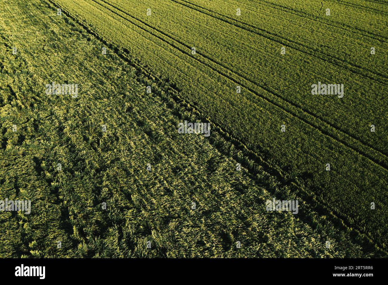 Foto aerea di campi coltivati di grano danneggiati da piogge estive e venti, vista dall'alto del drone pov Foto Stock