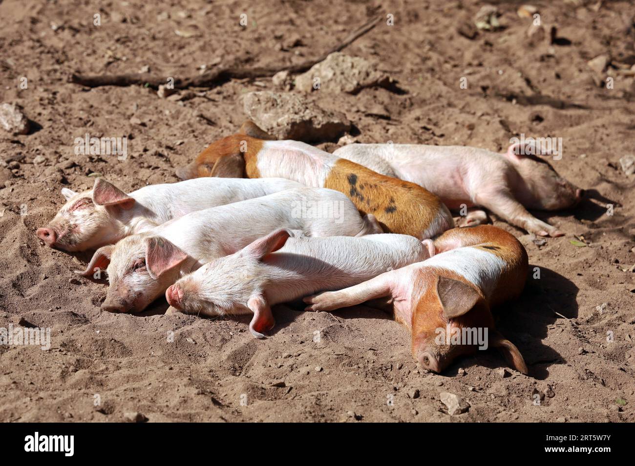 Un gruppo di cuccioli dormienti su terreno sabbioso e asciutto dell'azienda, i giovani maiali giacciono al sole Foto Stock