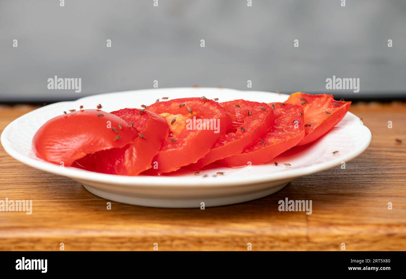 Molta frutta mosca Drosophila melanogaster che mangia fette di pomodori nella cucina casalinga. Foto Stock