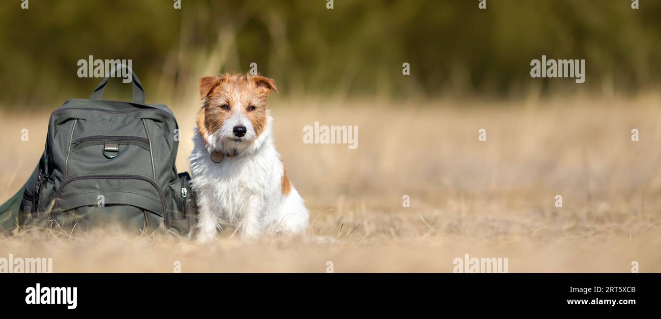 Simpatico cane da trekking che ti aspetta con uno zaino. Hotel per animali domestici, viaggi, vacanze o banner per le vacanze. Foto Stock