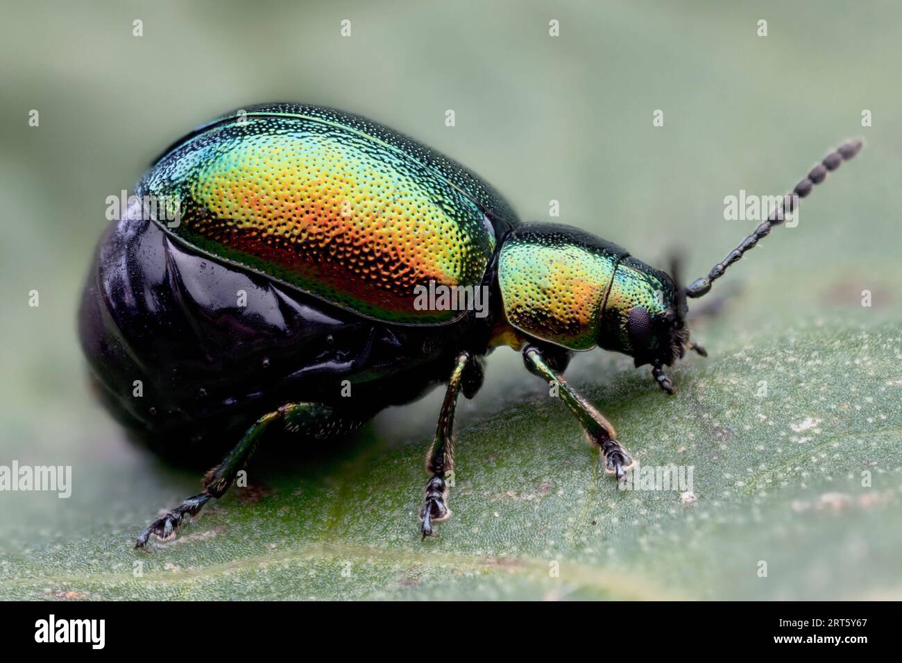 Scarabeo verde femmina (Gastrophysa viridula) a riposo sulla foglia di molo. Tipperary, Irlanda Foto Stock
