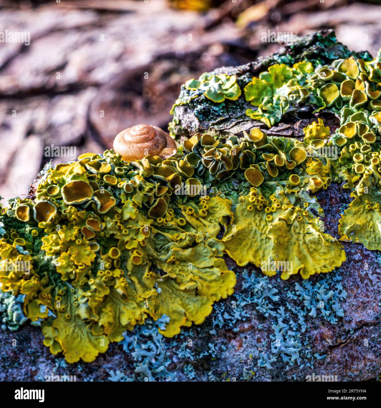 Foto a colori di una lumaca su un albero in una foresta a Colonia in Germania Foto Stock