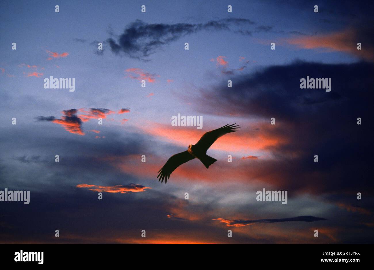 Osprey al tramonto Foto Stock