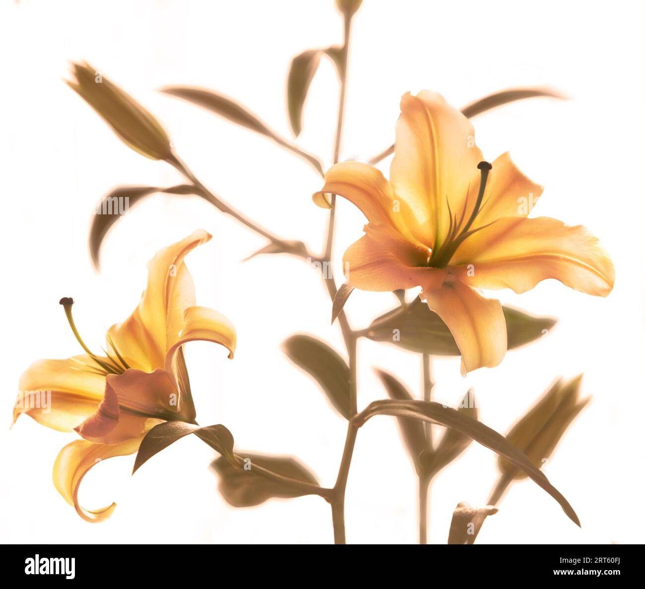 Lilium stargazer. Foto Stock