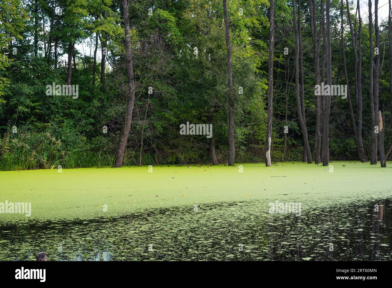 Lago nella foresta con acqua parzialmente coperta di anatra verde. Alcuni alberi crescono dall'acqua Foto Stock