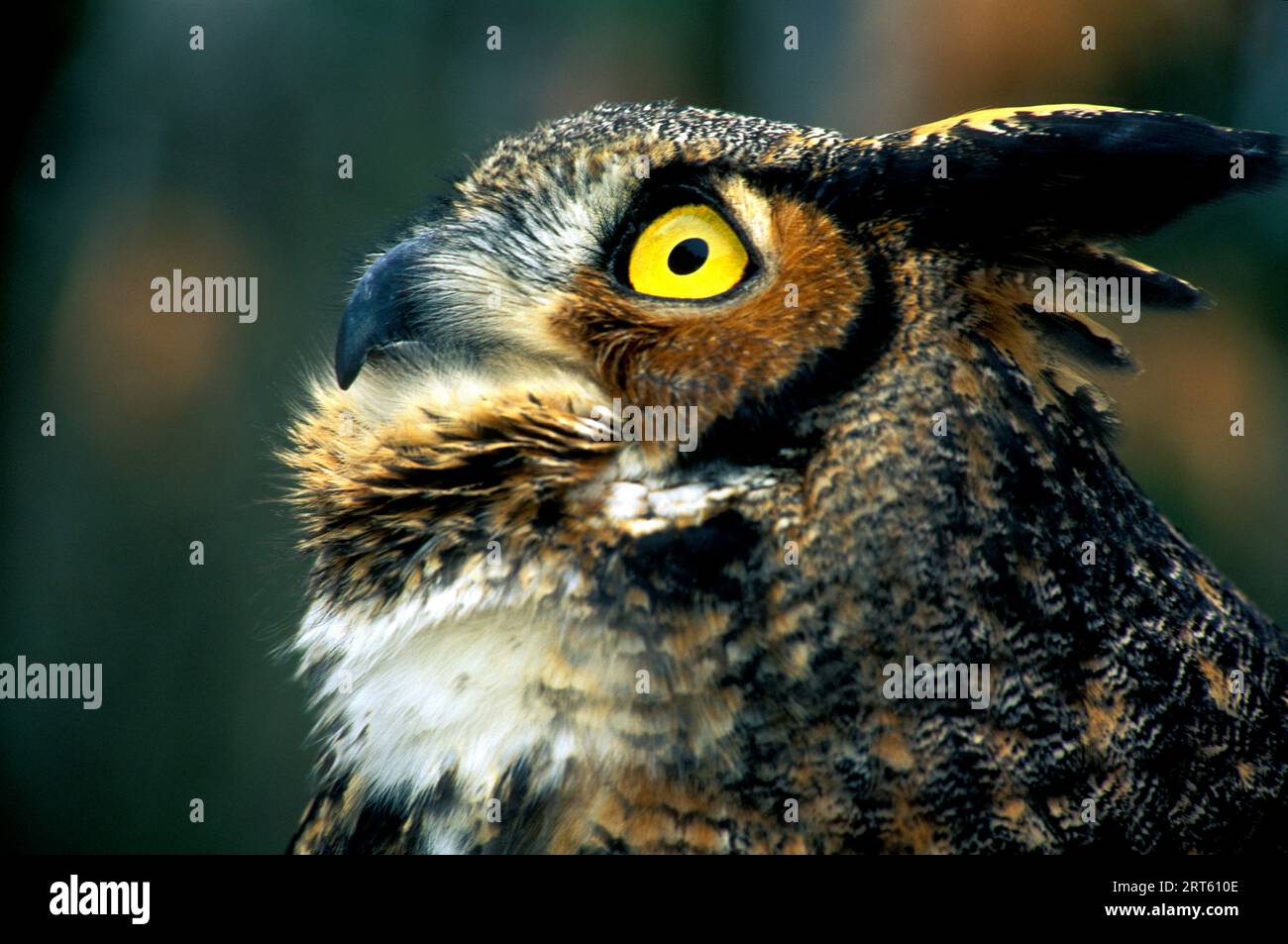 Il grande gufo ornato guarda verso l'alto, Maine. Foto Stock
