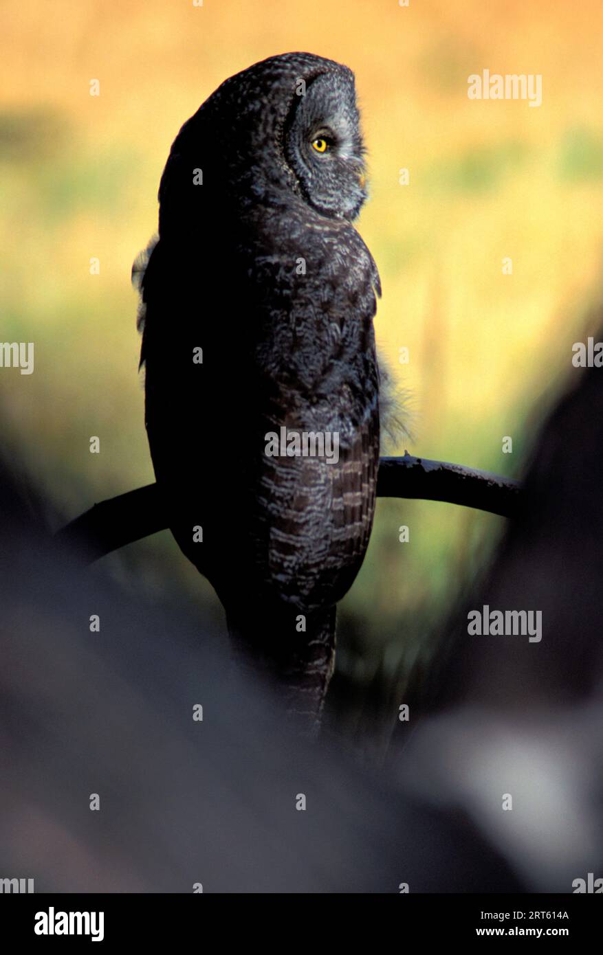 Great Gray Owl, parco nazionale di Yellowstone. Foto Stock