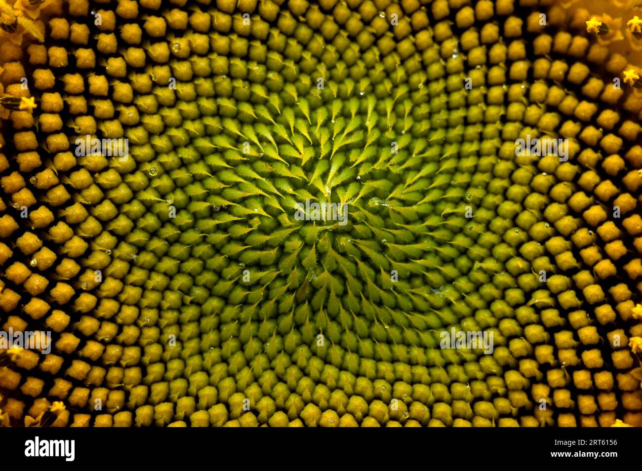 Dettaglio di un girasole. Foto Stock