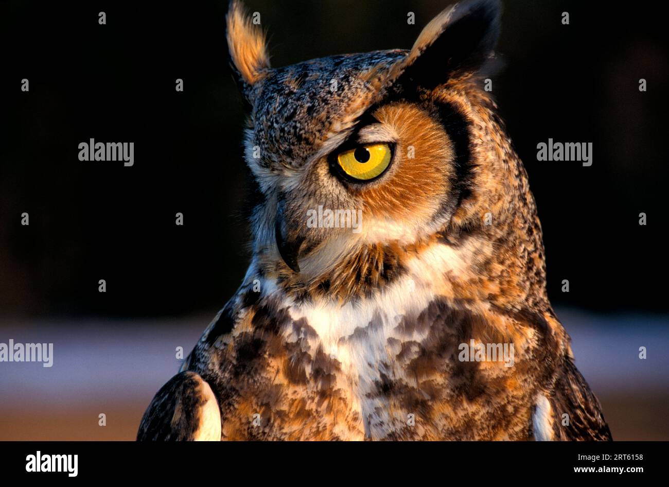 Ritratto di un grande gufo cornuta. Foto Stock