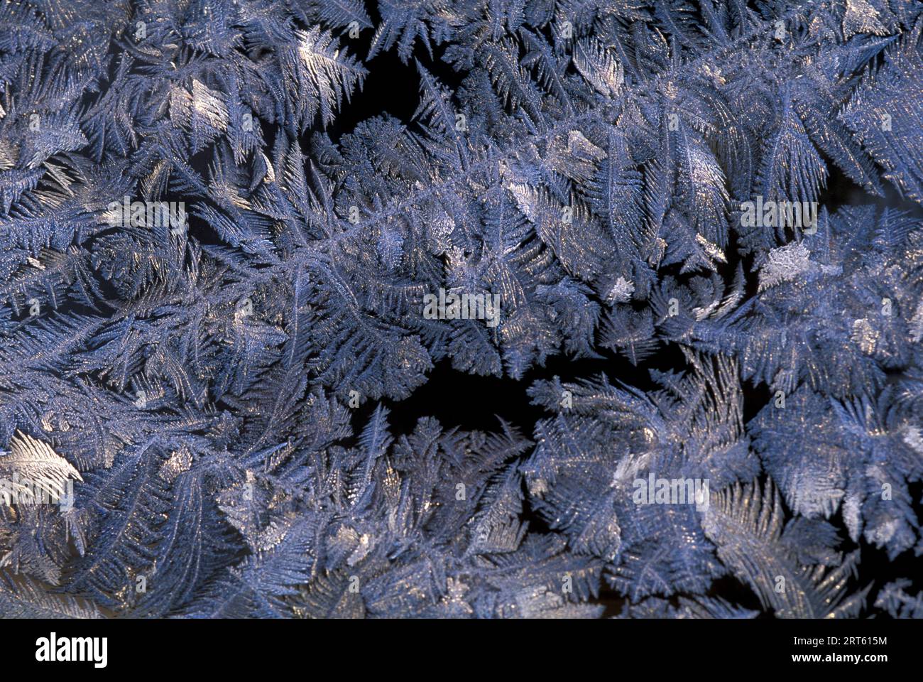Primo piano dei cristalli di gelo. Foto Stock