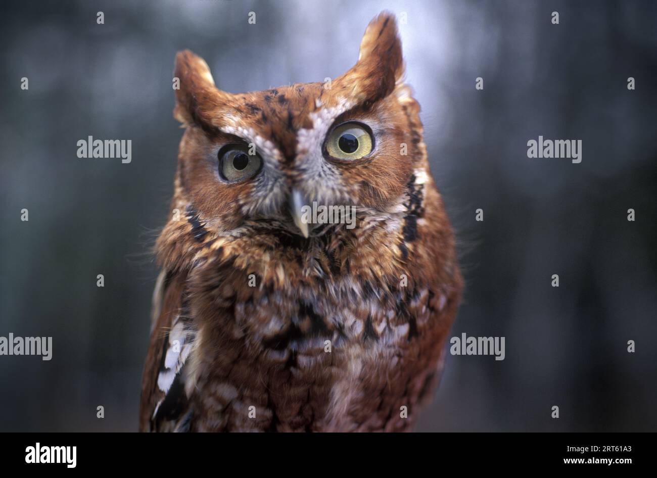 eastern Screech Owl, Maine, New England. Foto Stock