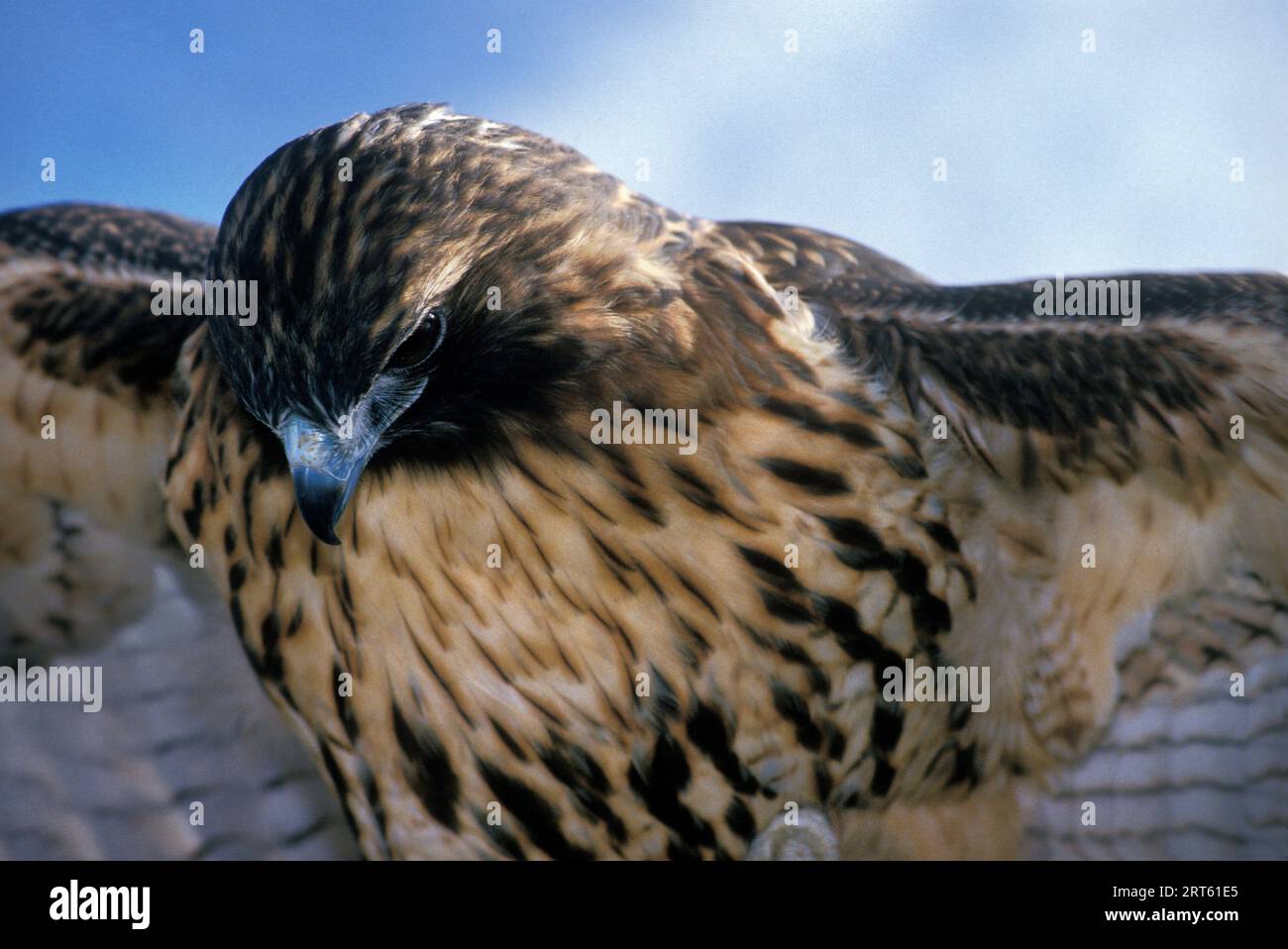 Falco rosso della coda Foto Stock