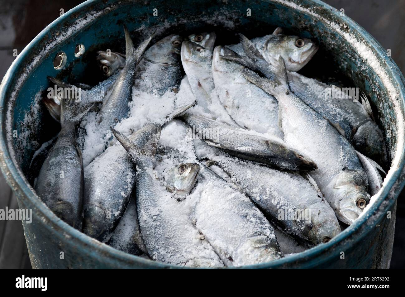 Pesca con esca in una botte in attesa di essere caricata nelle trappole per aragoste, casco Bay, Maine. Foto Stock