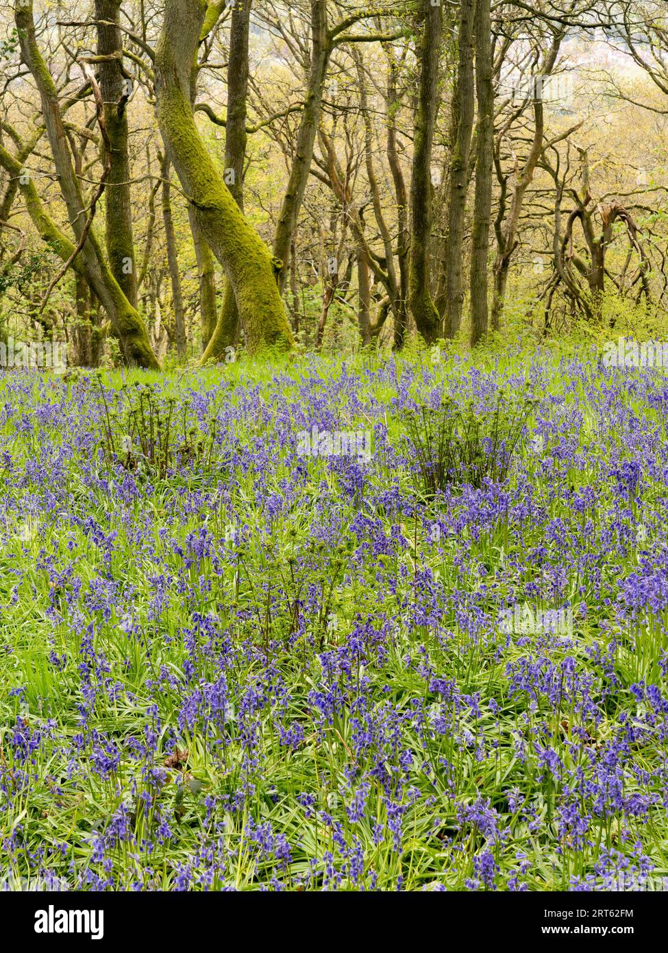 Gli alberi maturi e scolpiti dal vento a Helmeth Wood vicino a Church Stretton, Shropshire, Regno Unito. Foto Stock