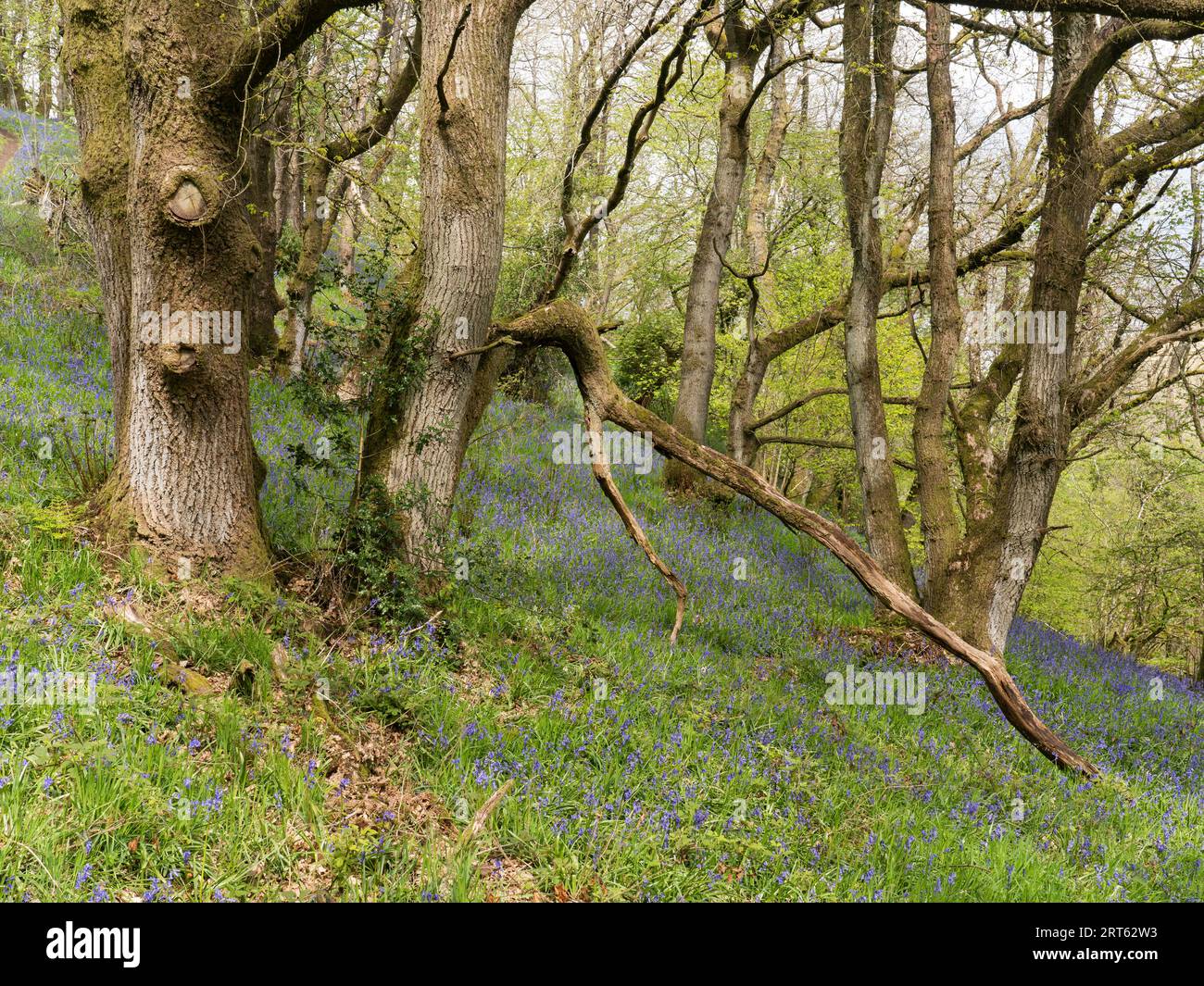 Gli alberi maturi e scolpiti dal vento a Helmeth Wood vicino a Church Stretton, Shropshire, Regno Unito. Foto Stock