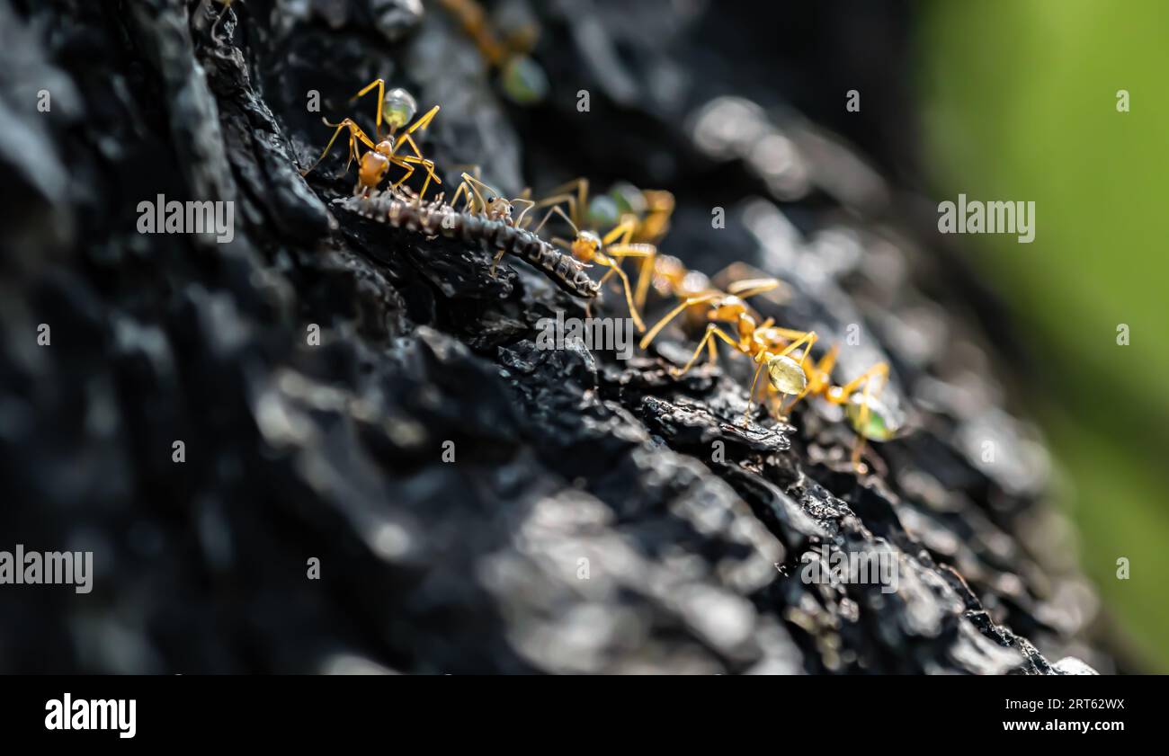 Vista ravvicinata di un gruppo di formiche verdi che mangiano un centopiedi in un ramo di albero. Foto Stock