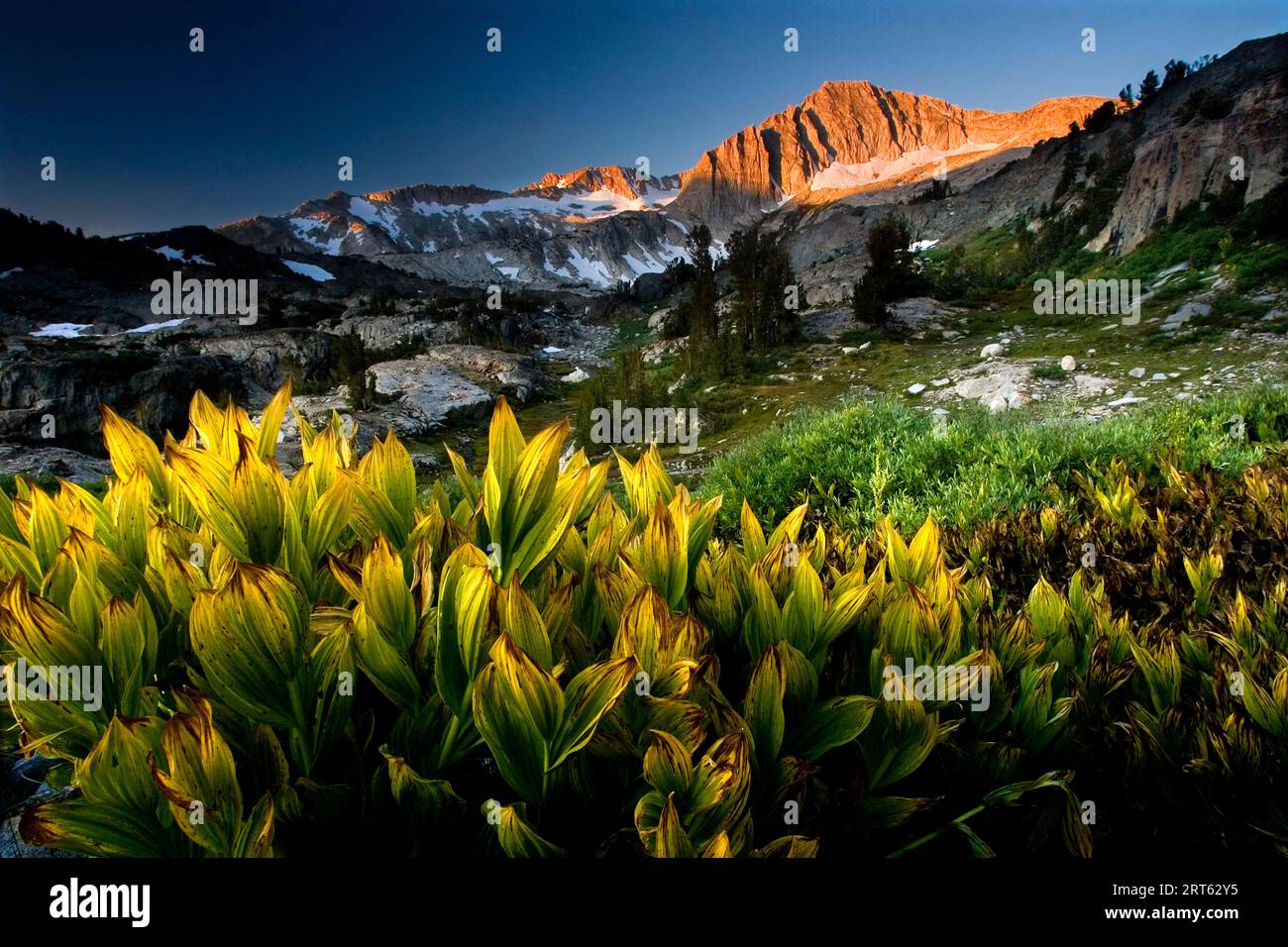 Mount Conness è una montagna della Sierra Nevada situata vicino al Saddlebag Lake Loop nella parte orientale della Sierra High Country, California. Granturco il bagliore di Lily in primo piano; Septemb Foto Stock