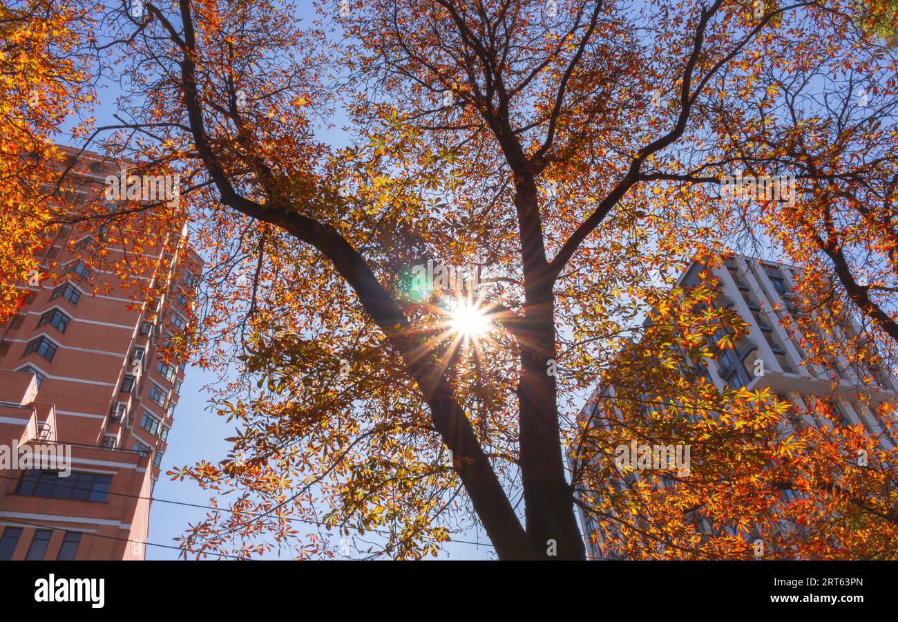 Autunno in città. Raggi di sole attraverso le foglie autunnali. Luminoso paesaggio autunnale. La stagione autunnale in centro. Alberi autunnali sullo sfondo degli edifici. Foto Stock