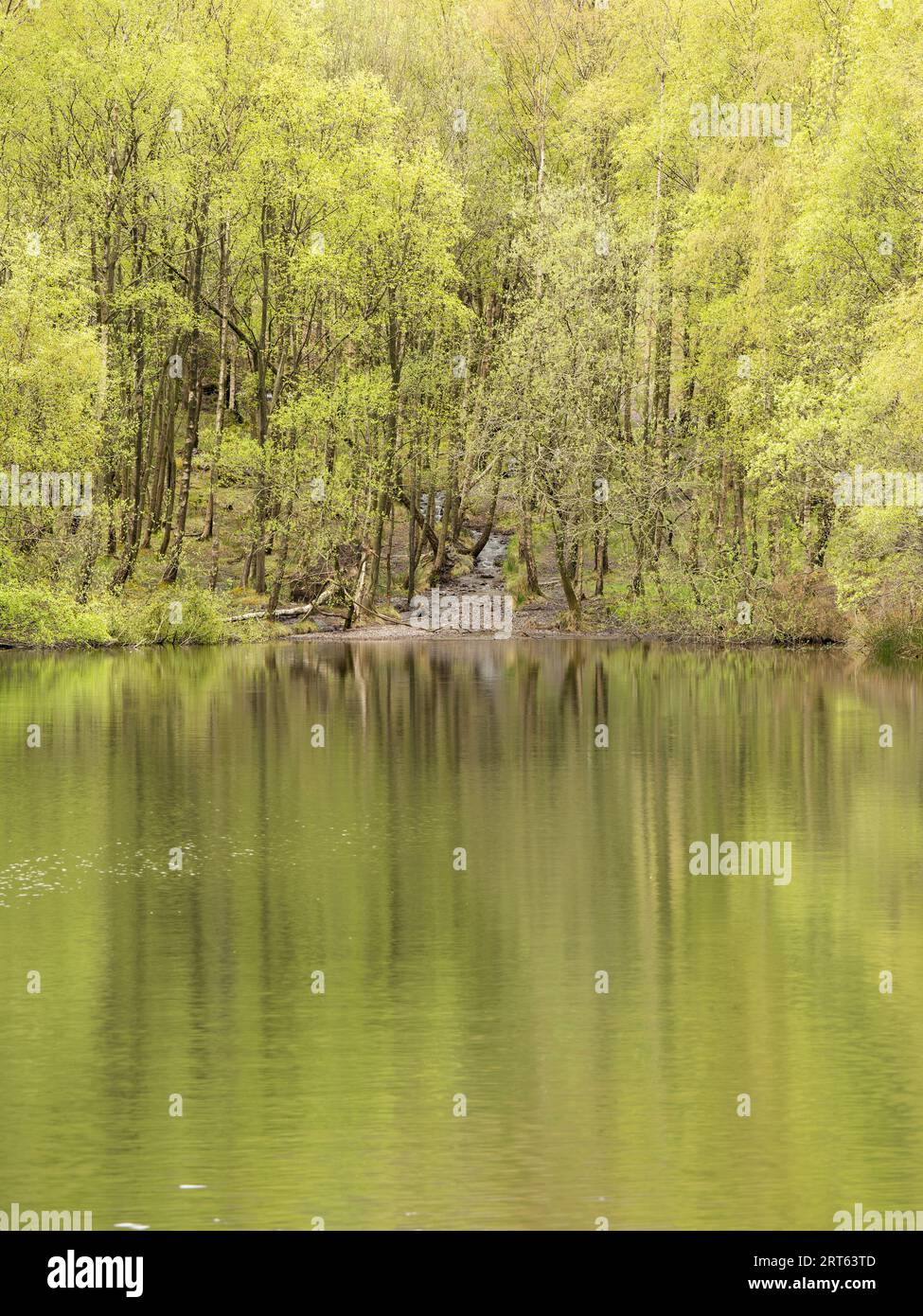 New Pool Hollow, Carding Mill Valley, Church Stretton, Shropshire, Inghilterra. Foto Stock