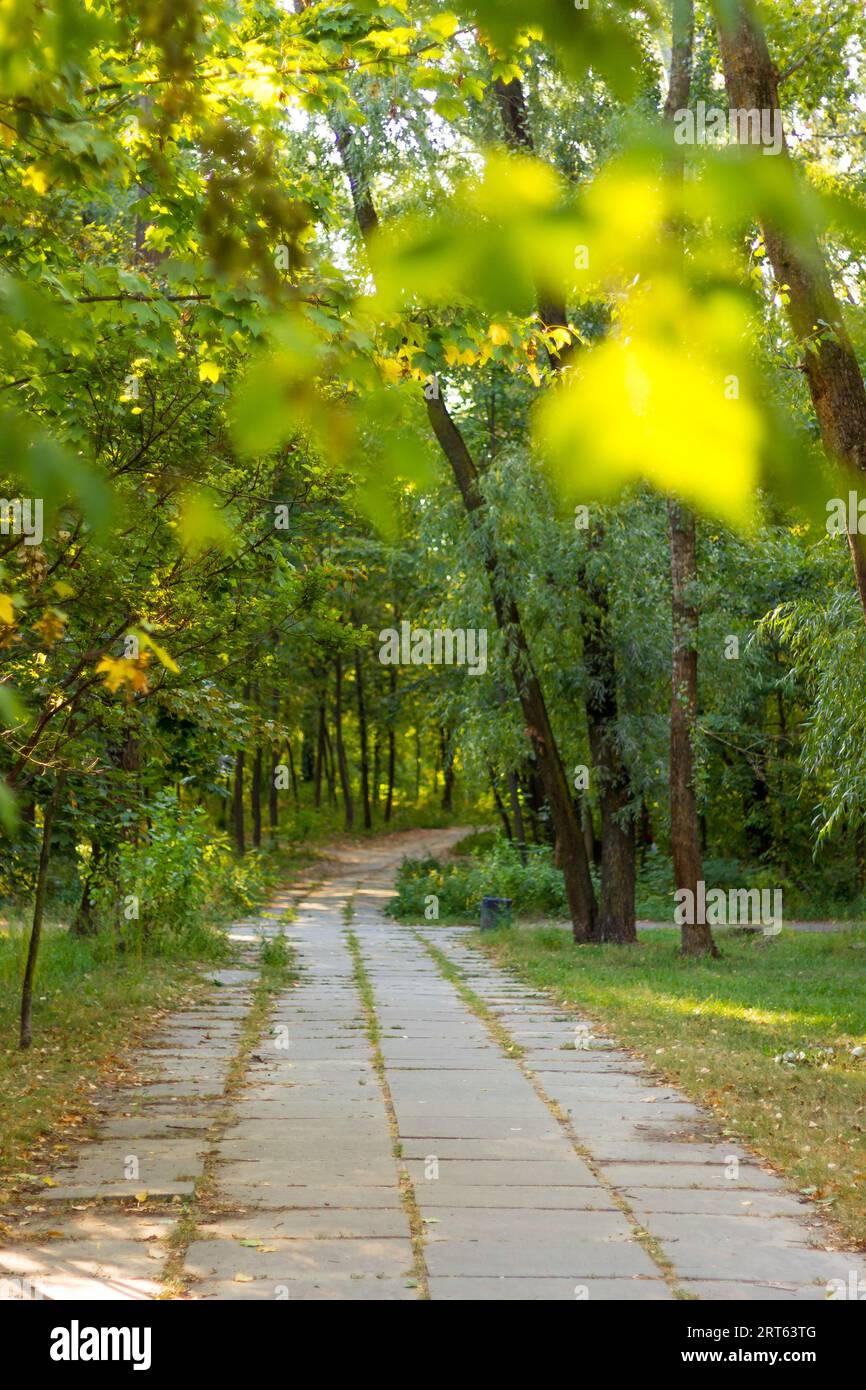 Sentiero tranquillo nel parco. Natura autunnale. Sentiero vuoto nel parco. La luce del sole attraverso le foglie nella foresta. Paesaggio autunnale. Fantastica strada per il parco. Foto Stock