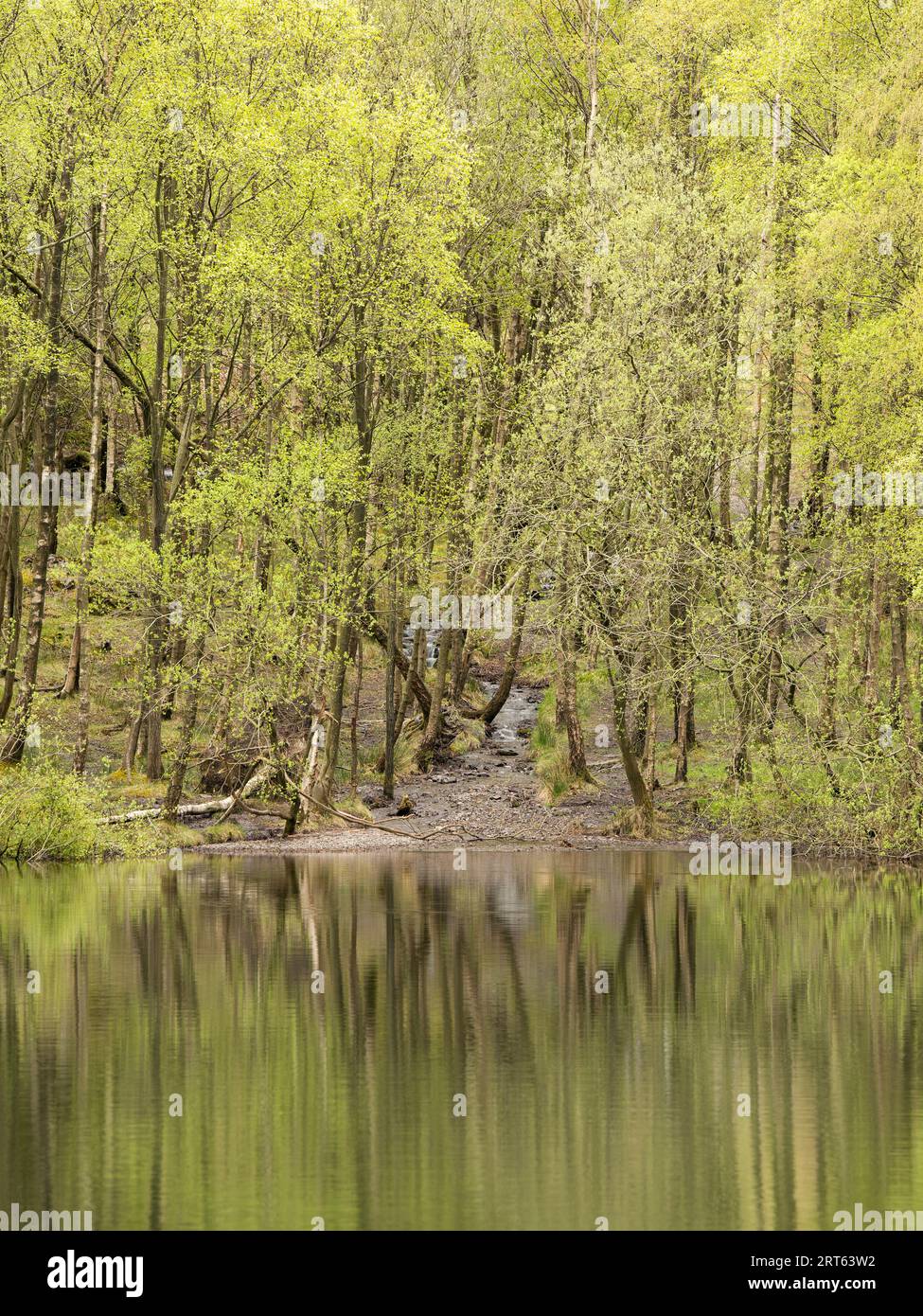 New Pool Hollow, Carding Mill Valley, Church Stretton, Shropshire, Inghilterra. Foto Stock