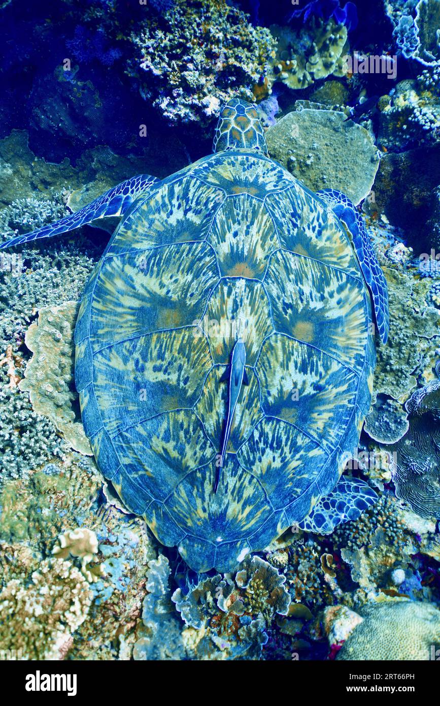 Tartaruga marina dormiente con una remora al centro della conchiglia Foto Stock