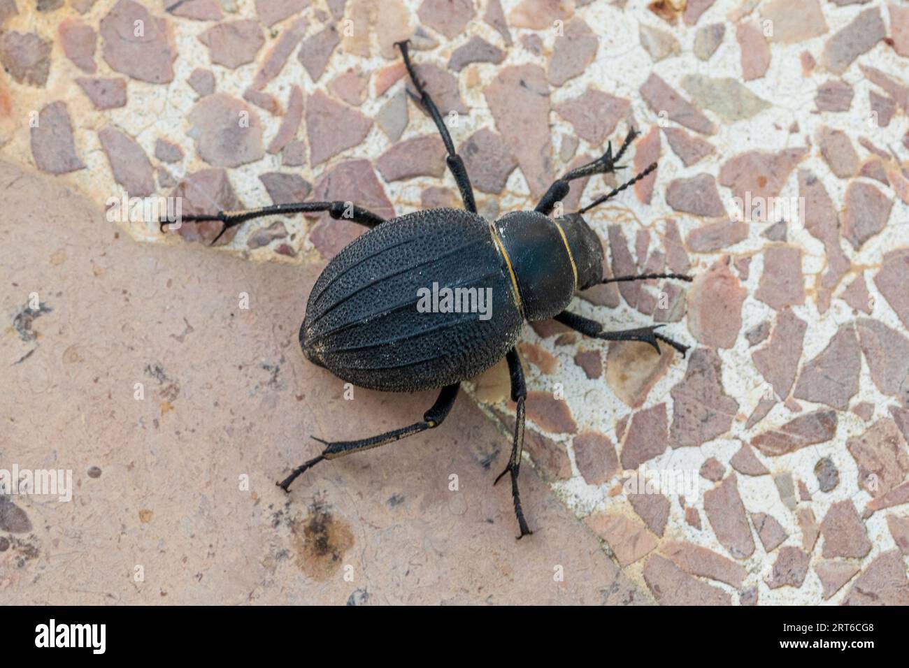 Pimelia baetica, Darkling Beetle Foto Stock