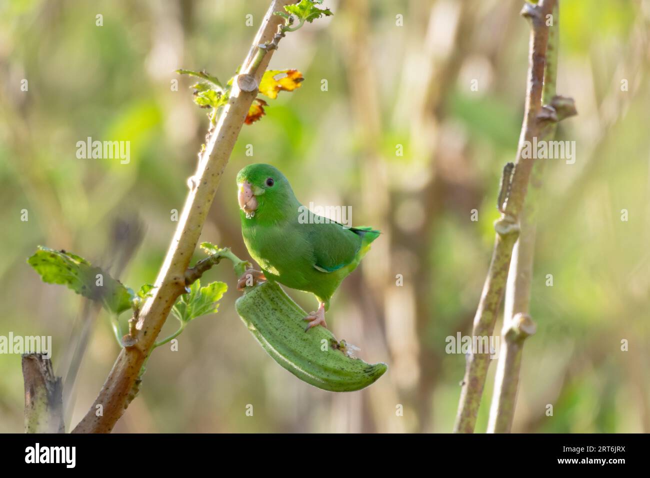 Un grazioso pappagallo verde che mangia un okra in un campo agricolo con un becco disordinato Foto Stock