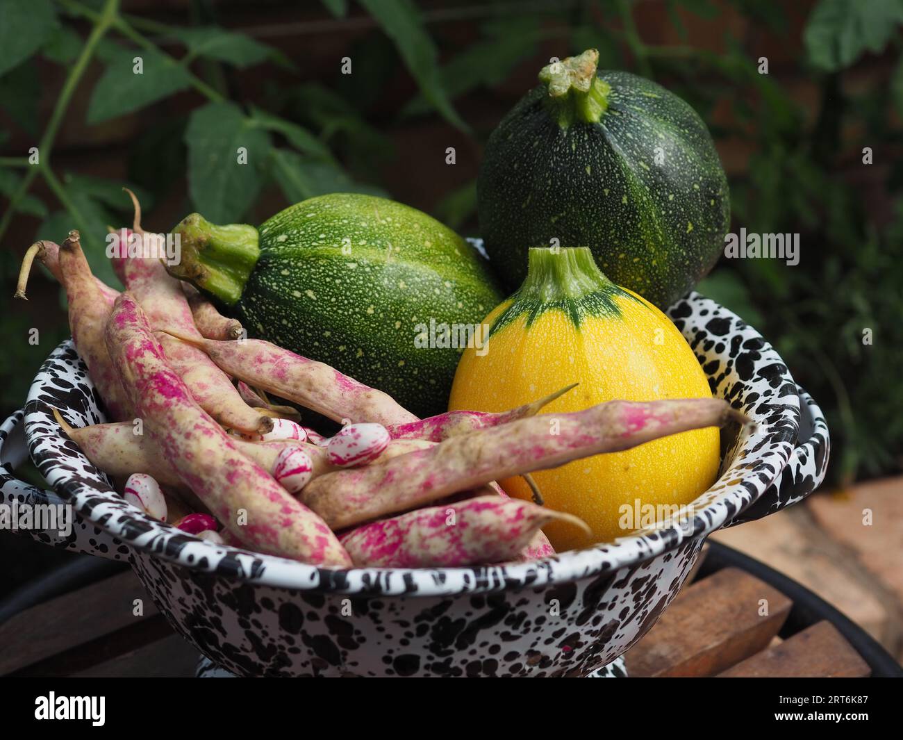 Insolite zucchine rotonde e borlotti rosa raccolti da un orto in un colander di splatterware su uno sfondo di piante Foto Stock