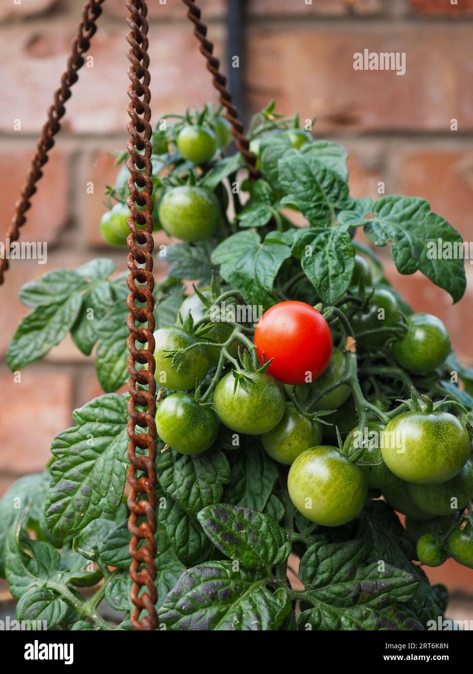 Primo piano di un cestino appeso contenente una pianta di pomodoro "Micro Cherry" con frutta matura, con un pomodoro rosso e diversi pomodori verdi Foto Stock