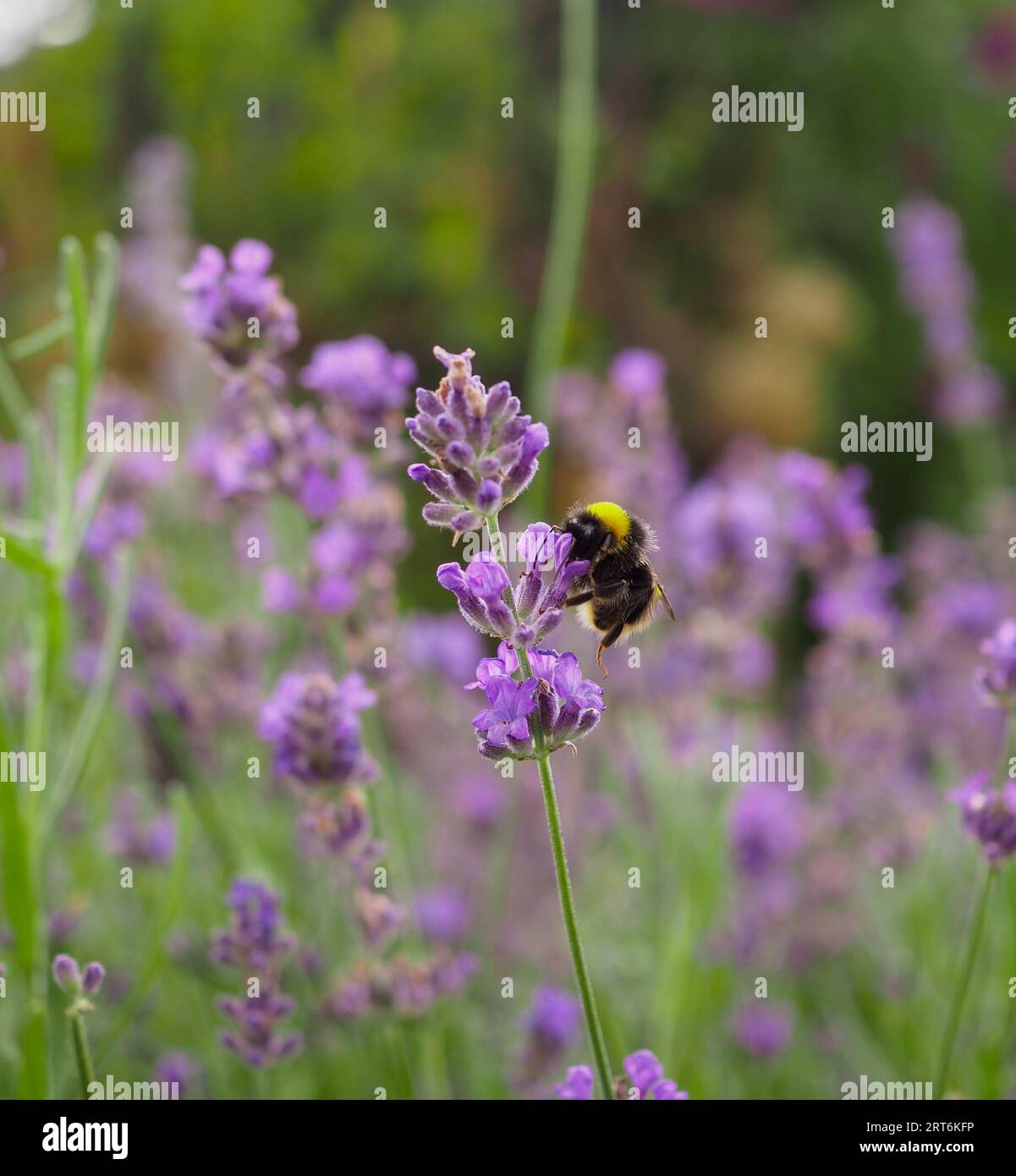 Ape su un fiore di lavanda nella campagna inglese in estate che mostra biodiversità e piante che attirano impollinatori e altri insetti benefici Foto Stock