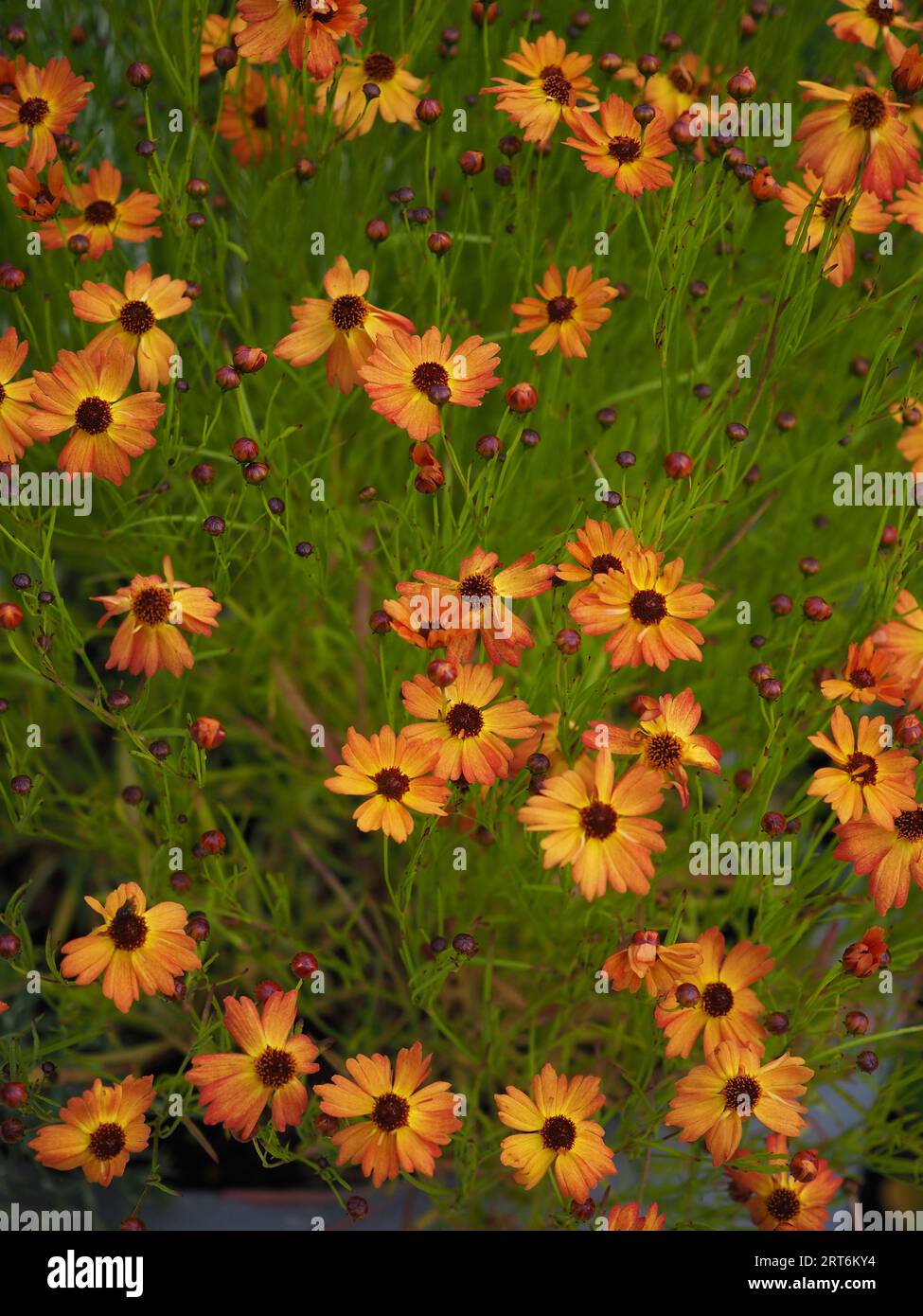 Coreopsis lanceolata "Mango Punch" (Tickseed) fiori d'arancio prelevati dall'alto Foto Stock